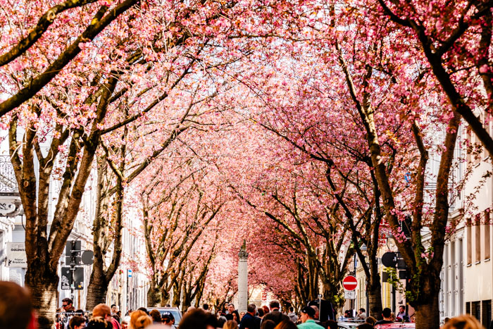 Bonner Altstadt zur Kirschblüte